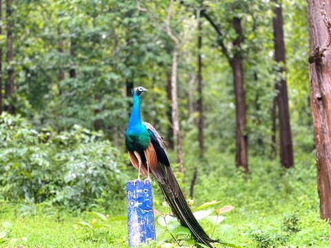 Indian peacock with brilliant blue and green plumage perched on a blue post in a lush, tropical forest, long tail feathers trailing toward the ground, a colorful male bird in natural woodland habitat.