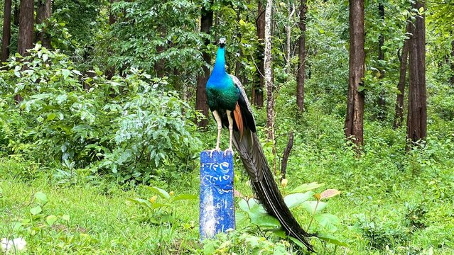 Indian peacock with brilliant blue and green plumage perched on a blue post in a lush, tropical forest, long tail feathers trailing toward the ground, a colorful male bird in natural woodland habitat.