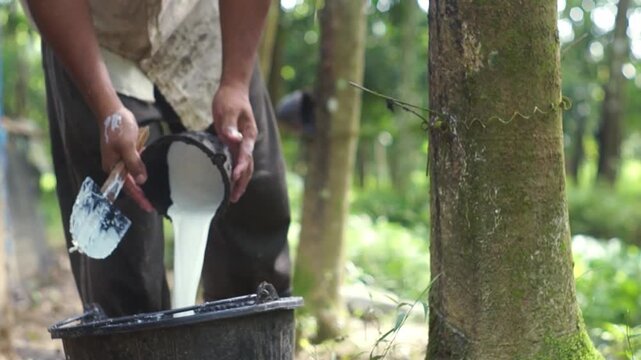 Rubber farmer tapping latex from trees in a plantation, showcasing sustainable agriculture.