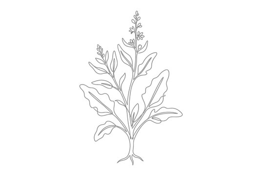 Continuous line drawing of a tall flowering mullein plant.