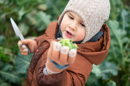 A curious toddler holds a green vegetable and knife, exploring first steps in harvesting. This little gardener stands in the garden, learning to gather fresh produce with focused joy.
