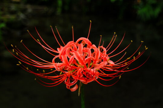Ethereal crimson lycoris radiata flower isolated on moody dark nature background
