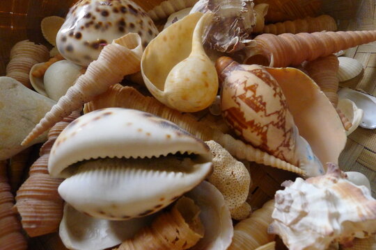 Assortment of Diverse Natural Seashells and Cowrie Shells Close-Up