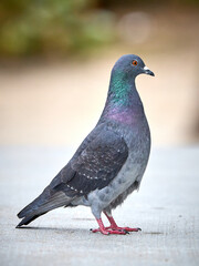 Obraz premium colourful Common Pigeon Rock Dove Columba livia in Miami