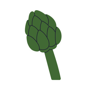 Artichoke isolated on white. Green artichoke vegetable icon, green thistle flower food isolated on white. Flat vector illustration