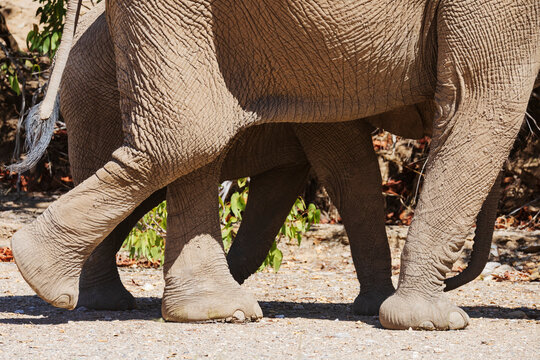 Elephant herd walking in hoanib river valley, Namibia