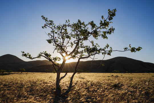 Mopane Tree at Sunset in sesfontein, kunene region, Namibia
