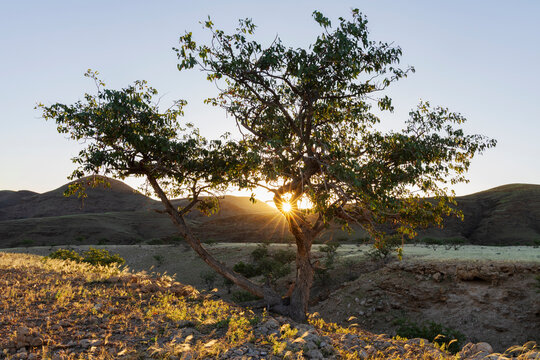 Mopane Tree and Silver Bushman Grass at Sunset in Namibia landscape