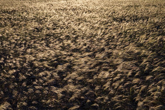 Silver bushman grass field in sesfontein Namibia landscape