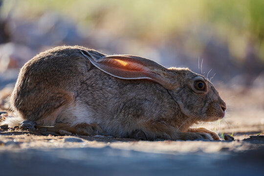 Cape scrub hare resting on rocky ground