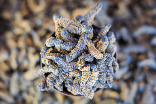 Dried Mopane Worms at oshetu community market