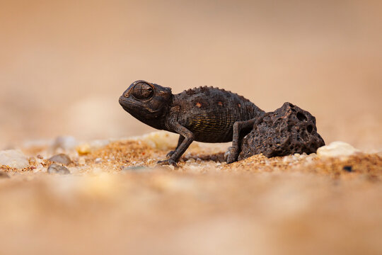 Namaqua Chameleon on desert sand near rock in Namibia
