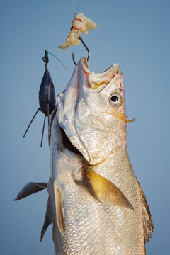 Fish caught on bait in Skeleton Coast National Park Namibia