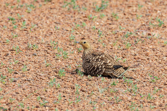 Namaqua Sandgrouse resting on gravel ground in Namibia's kunene region
