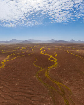 Devil's Thorn plants forming rivers across te gravel plains