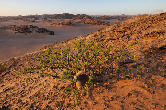 Comifera plant on rocky hill in hoanib river valley Namibia
