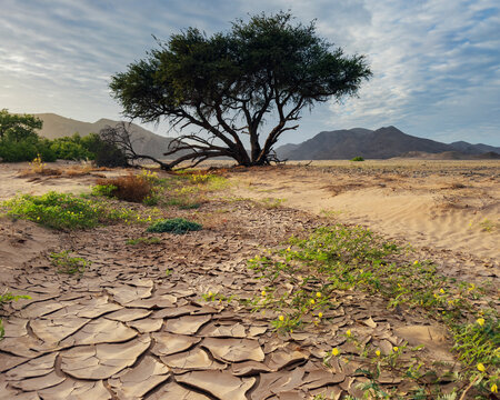 Devil's Thorn Acacia tree with cracked mud