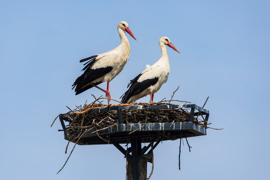 White storks perched on nest