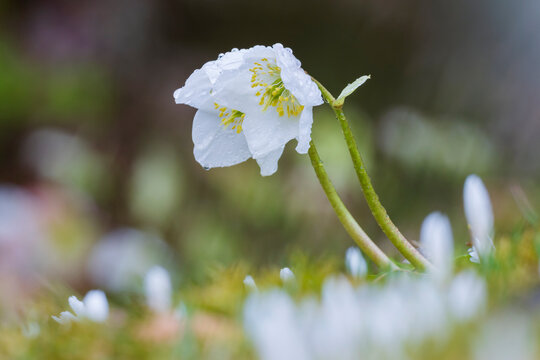 Black Hellebore flowering