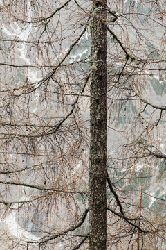 Pine Tree with bare branches in krnica valley mountains of Slovenia