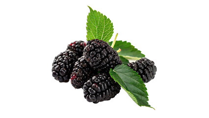 Bunch of fresh ripe black mulberries berries isolated on transparent background © S-Vega