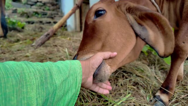 Young Female Calf Nuzzling and Licking Human Hand in Rural Farm Setting
