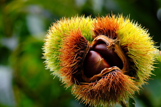 Macro close-up of a vibrant chestnut burr with beautiful color gradient opening to reveal glossy nuts