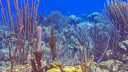 Caribbean coral garden, underwater Bonaire © John Anderson