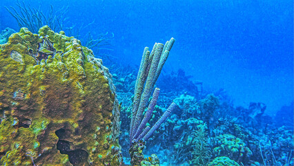 Caribbean coral garden, underwater Bonaire © John Anderson
