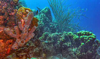 Caribbean coral garden, underwater Bonaire © John Anderson