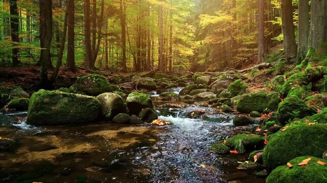 Mountain Stream Flowing Through Autumn Forest with Sun Flares. Clear Forest Stream Flowing Over Mossy Boulders Bathed in Autumn Sunlight 4K