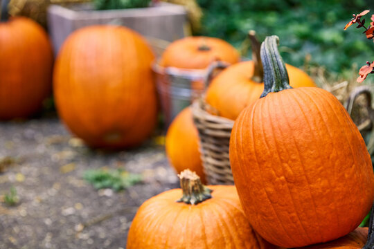 Fresh ripe orange pumpkins displayed outdoors for autumn harvest and Halloween decoration