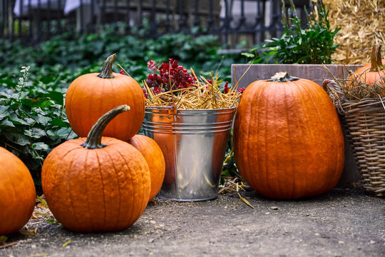Autumn Harvest Decoration with Ripe Orange Pumpkins and Straw in Bucket