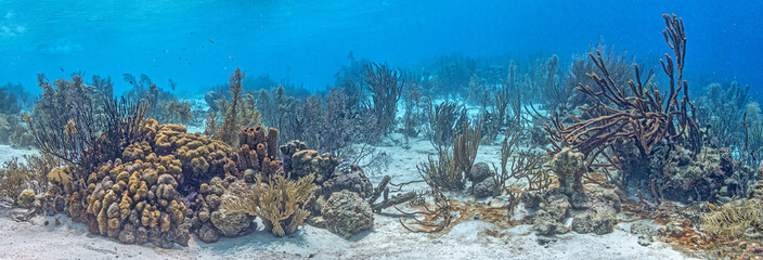 Caribbean coral garden, underwater Bonaire © John Anderson
