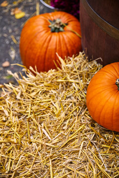 Bright orange pumpkins resting on straw bale by wooden barrel for autumn harvest decoration