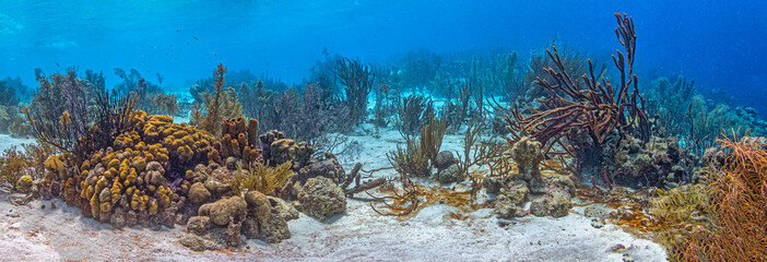Caribbean coral garden, underwater Bonaire © John Anderson