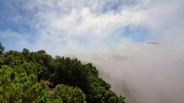 Fog rolling over a green mountain forest, Island El Hierro, Canary Islands, Spain, Europe. Majestic view of dense fog and clouds covering a lush green forest on a mountain, El Hierro, Canary Islands, 