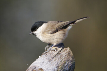 Long-tailed tit (Aegithalos caudatus) perched on a mossy tree branch, side view, natural background © Badr