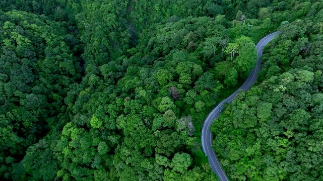 Winding Forest Road Supporting Green Finance Climate Strategy and Sustainable Investment