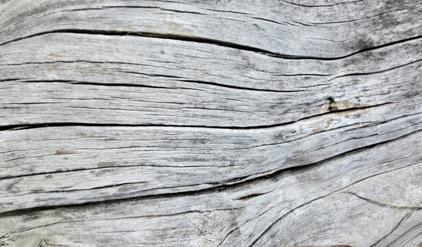 Close-up of an old weathered tree trunk marked by numerous parallel grooves and pronounced natural textures. Aged wood surface reveals intricate patterns created by weathering and time.