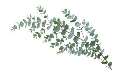 Fresh green eucalyptus branch with round leaves © joni