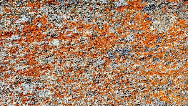 Close-up of a natural stone covered with vibrant orange lichen in the Swiss landscape. The striking contrast between the rugged gray stone and the vivid orange lichen highlights the intricate textures
