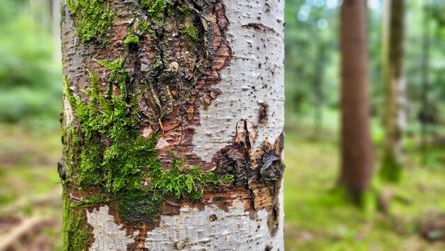 Close-up of a birch tree trunk standing in a natural forest setting in Switzerland, with a softly blurred woodland background. The pale textured bark contrasts with the green surroundings.