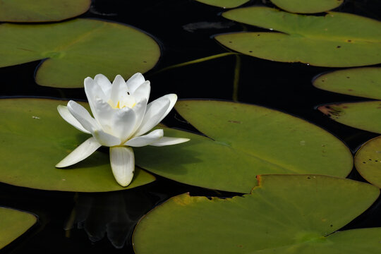 Common water lily (Nymphaea alba), Cloonee Lake, Beara Peninsula, Kenmare, Ireland.