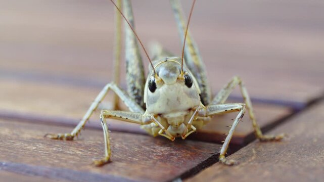 Close-up of a detailed grasshopper on wooden planks
