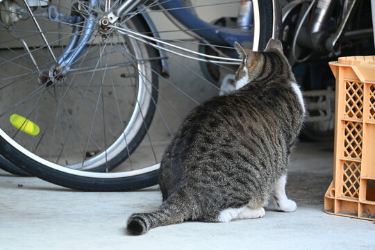 駐輪場の隅で座るキジトラの猫