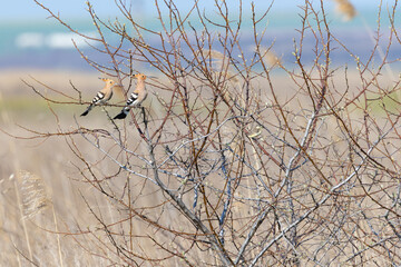 Two Eurasian hoopoes perched together on branches in spring © Cristi