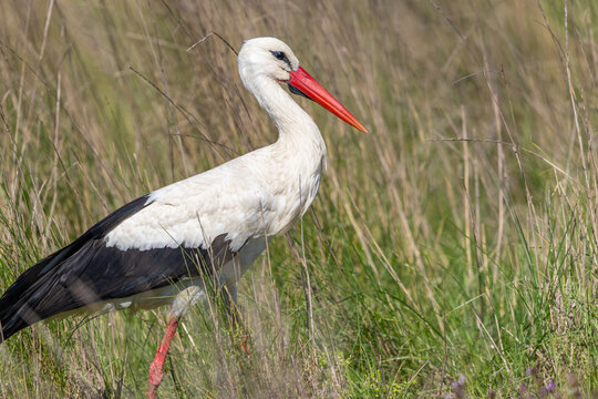 White stork standing in natural grassland habitat