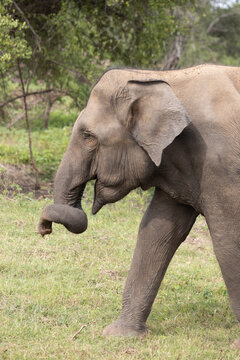 Elephant with a twisted trunk, found in Udawalawe Natural Park in Sri Lanka