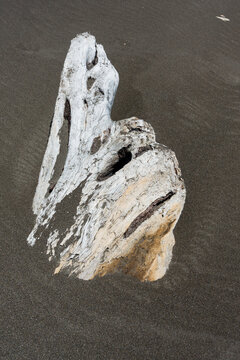 Top view of a weathered piece of driftwood on dark sand along the Oregon coast